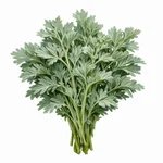 Pelin – Artemisia absinthium