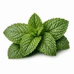 Nana – Mentha piperita