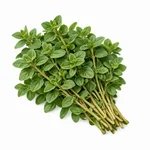 Origano – Origanum vulgare