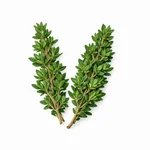 Majčina dušica – Thymus vulgaris